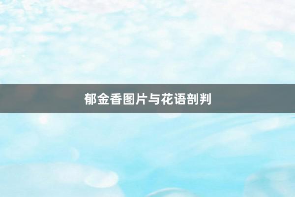郁金香图片与花语剖判